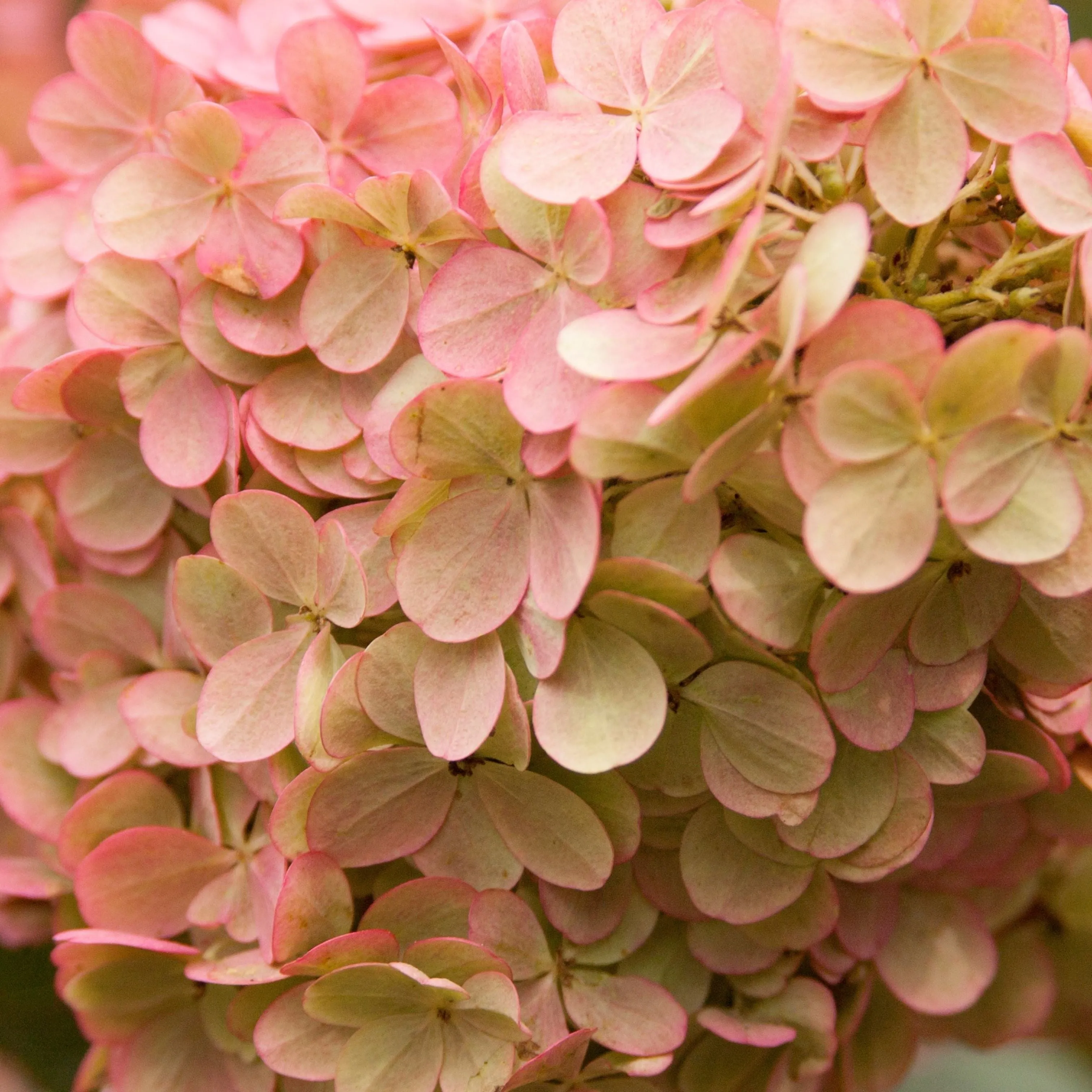 #8" hydrangea vanilla strawber