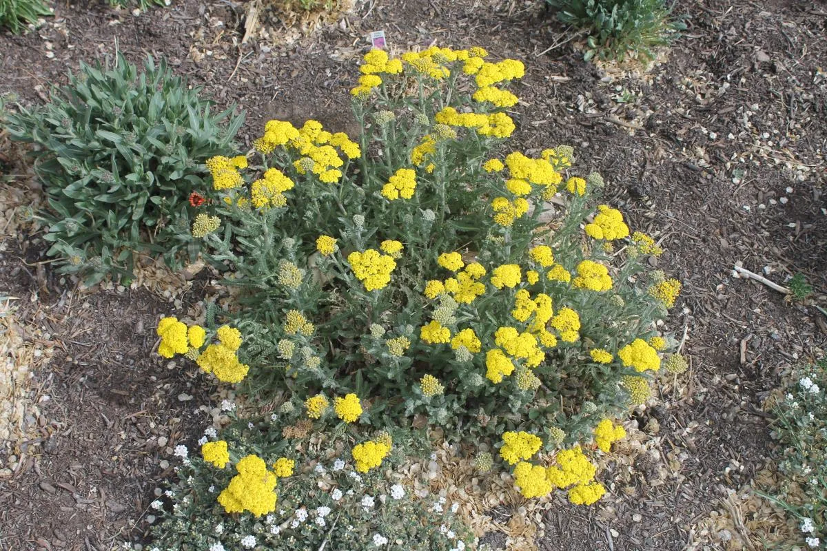 Achillea -  ‘LITTLE MOONSHINE’