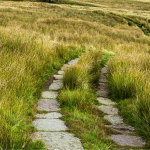 Autumn Moor Grass