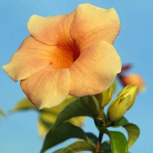 Beautiful and Vibrant | Allamanda Hybrid Yellow Flowering Plants