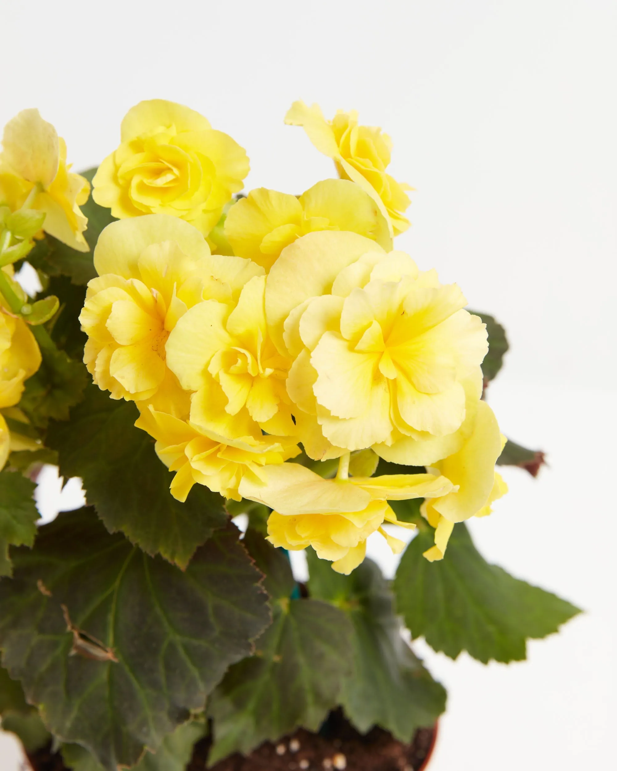 Blooming Double Begonia Collection