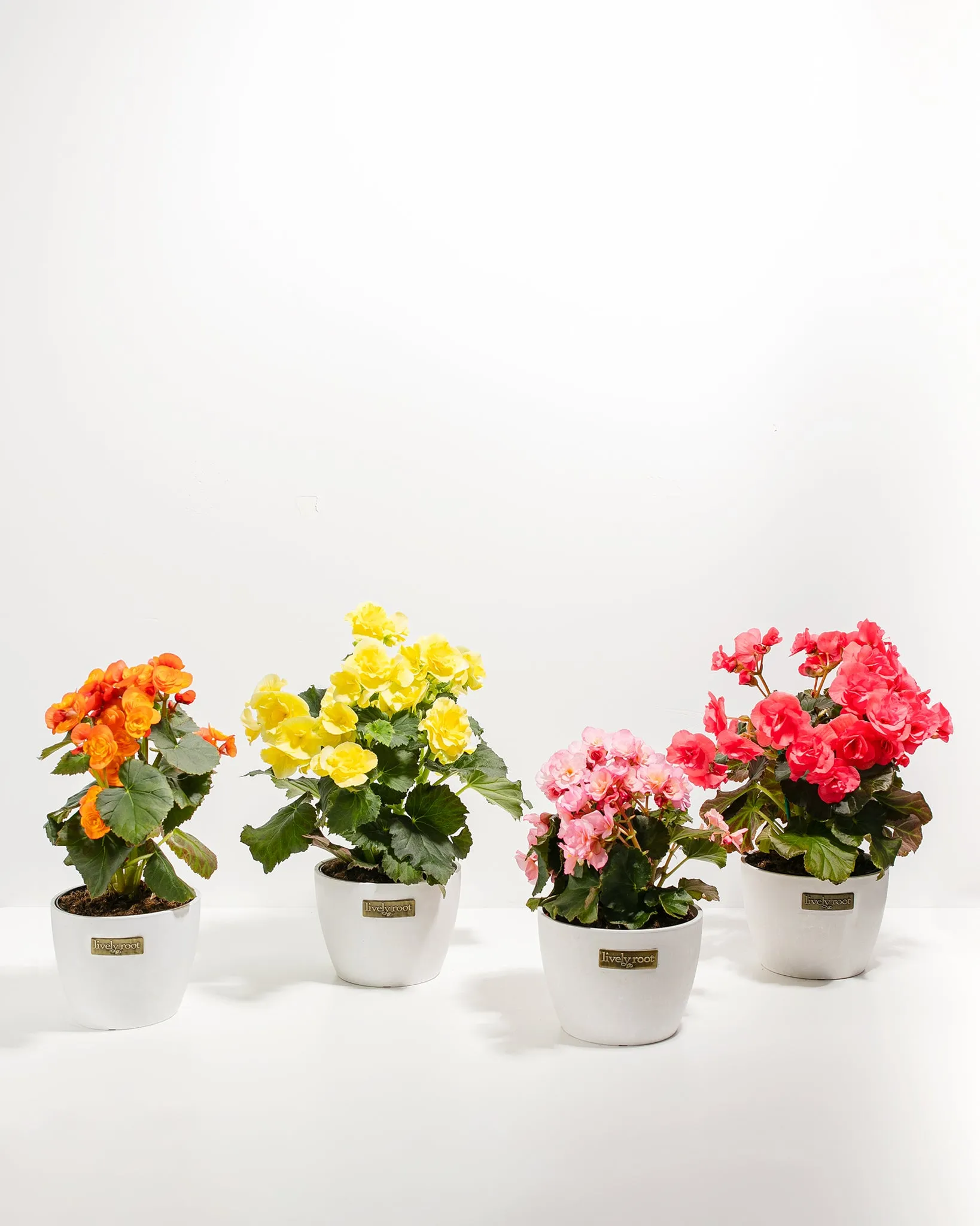 Blooming Double Begonia Collection