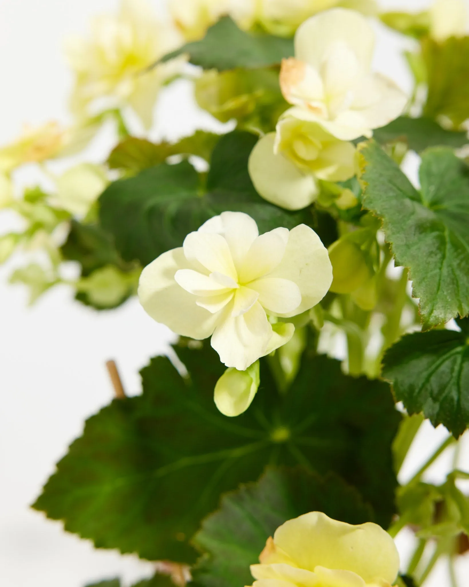 Blooming Double Begonia Collection