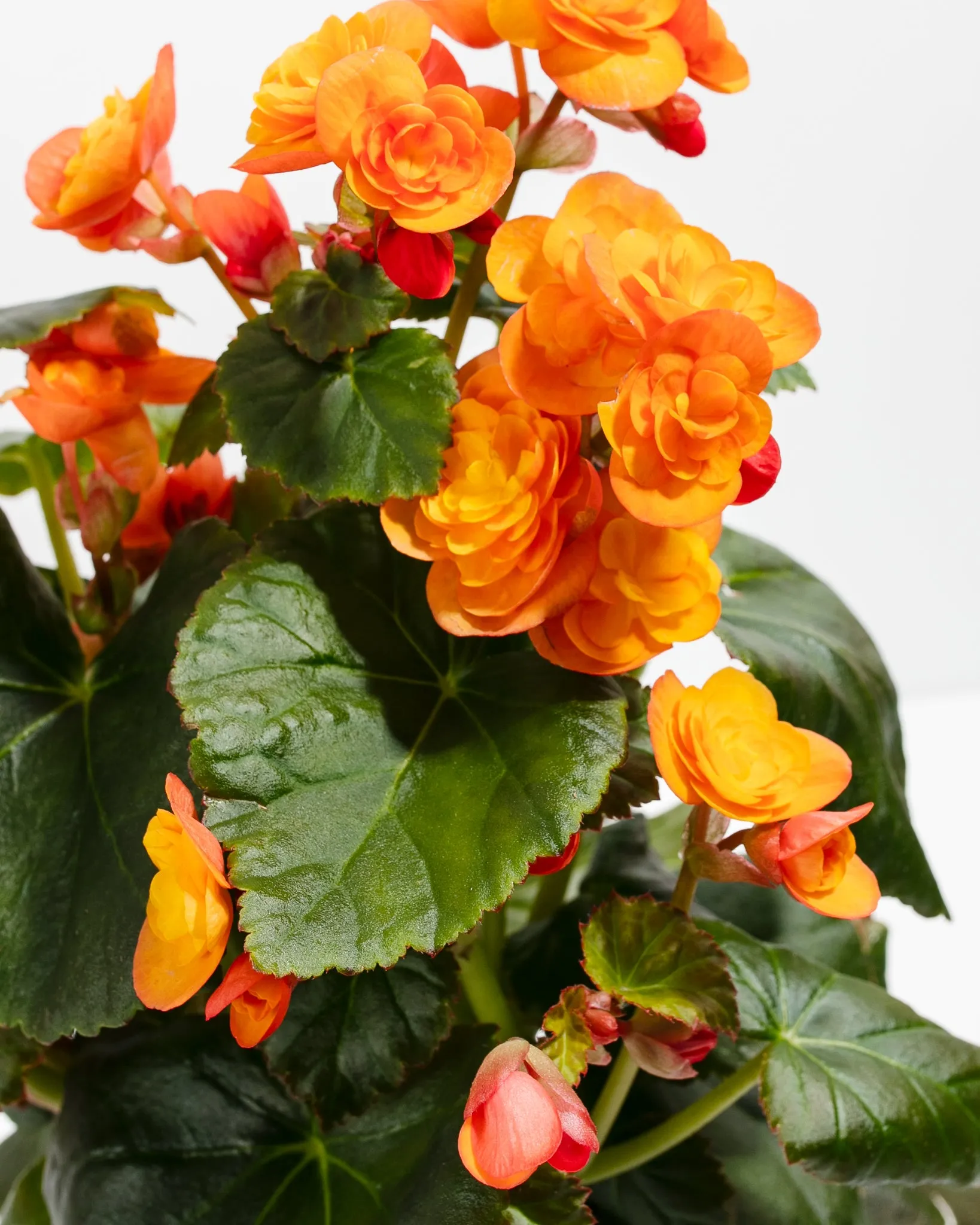 Blooming Double Begonia Collection