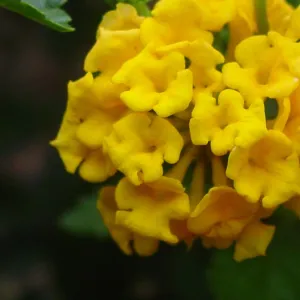 Brighten Your Garden with the Vibrant Lantana Yellow Erecta Depressa Plant