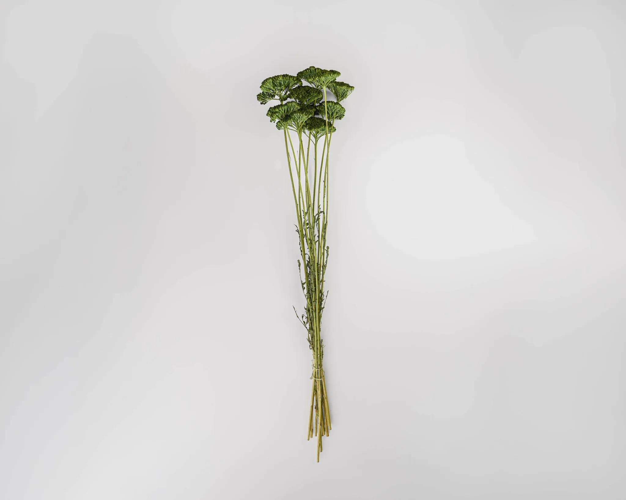 Dried Yarrow Flower Bunches