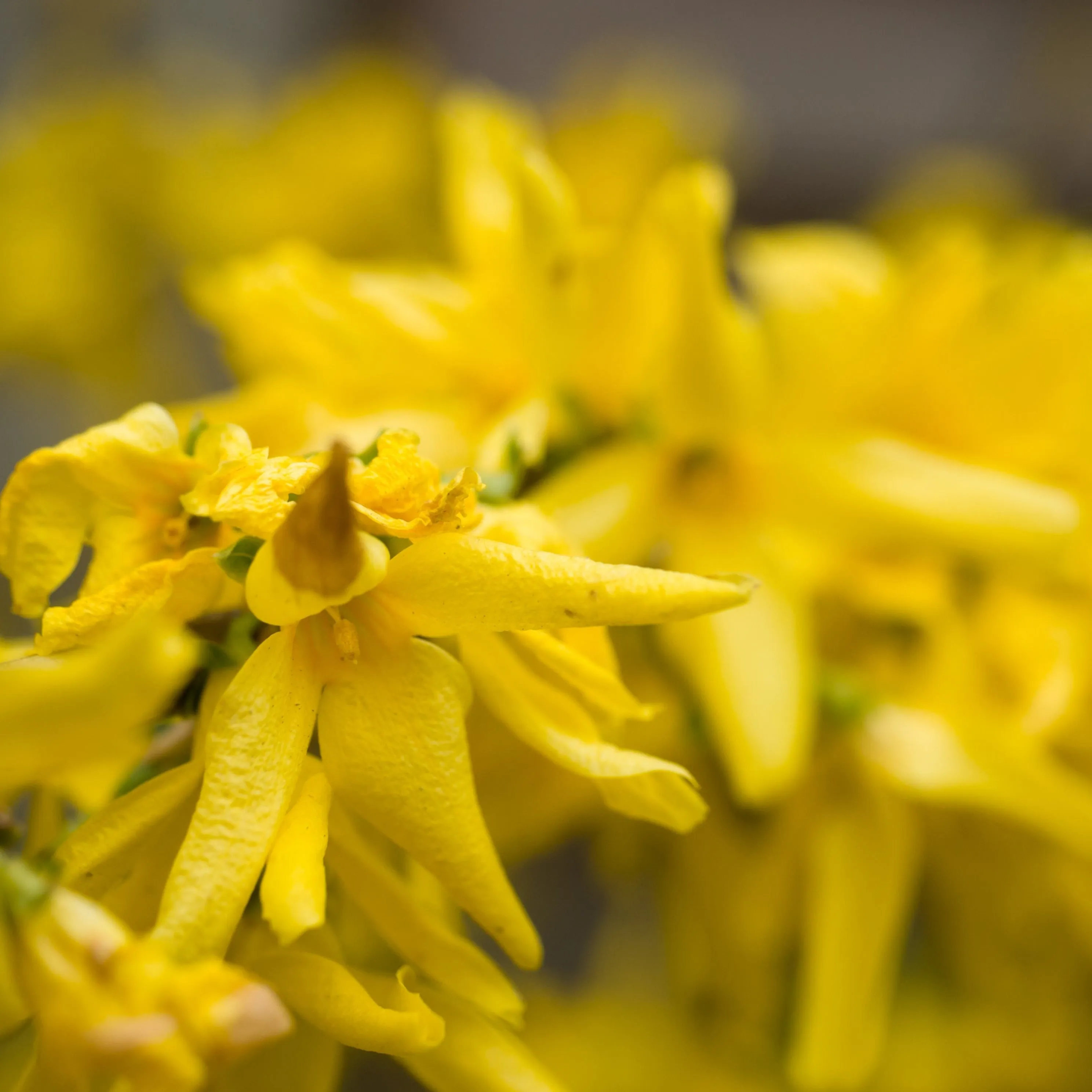 Forsythia