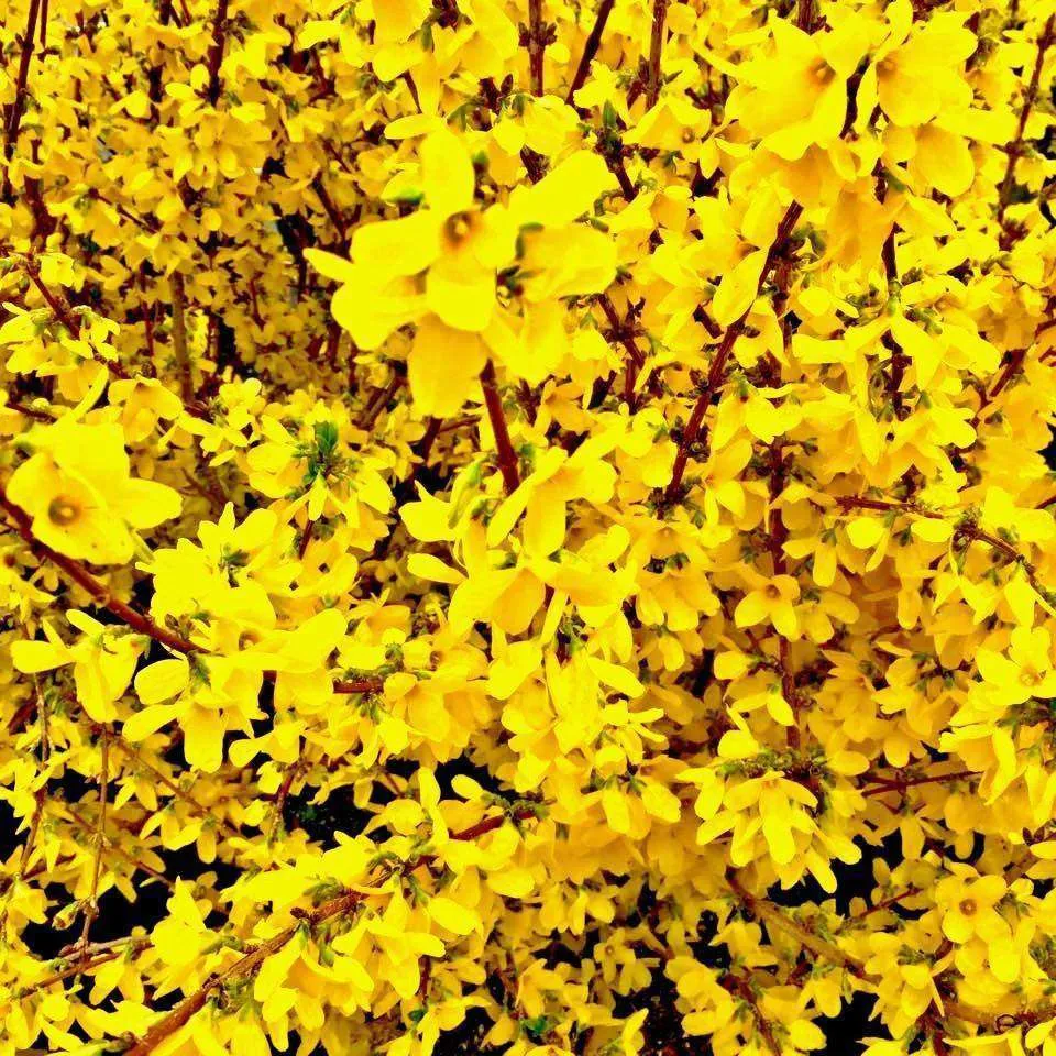 Forsythia