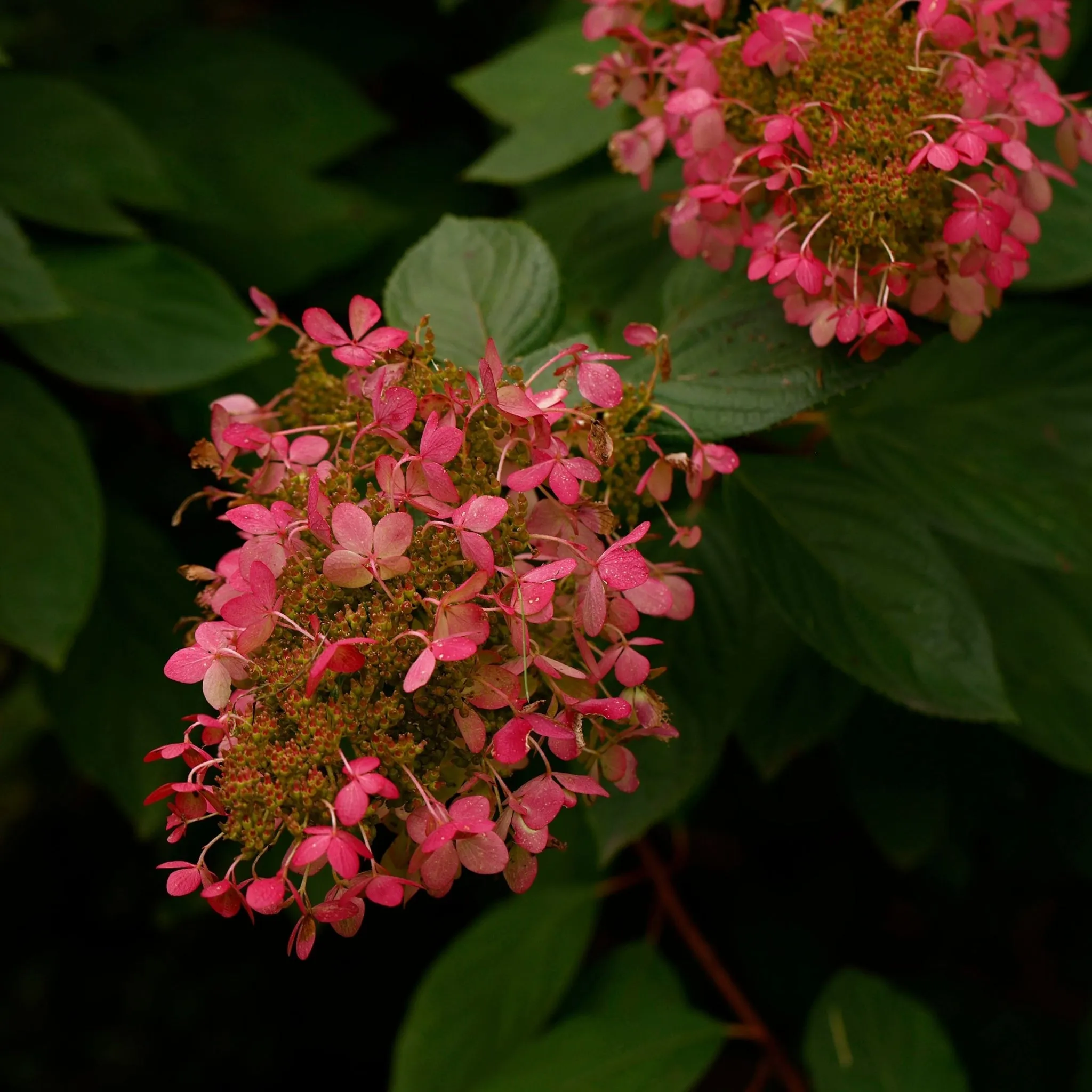 Hydrangea paniculata 'Ruby' 7.5L