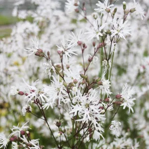 Lychnis Flos-Cuculi White Robin Aquatic Pond Plant - Ragged Robin