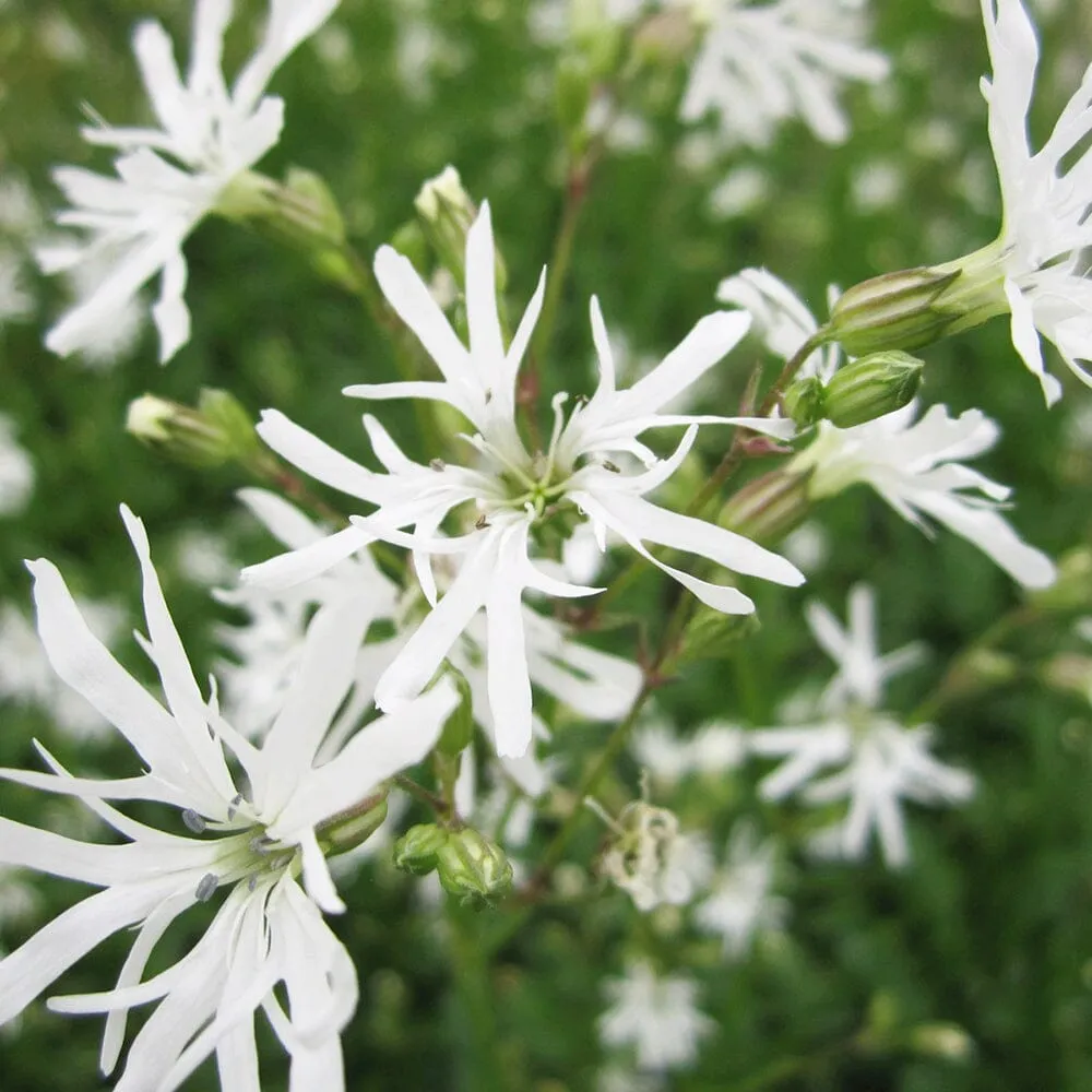 Lychnis Flos-Cuculi White Robin Aquatic Pond Plant - Ragged Robin