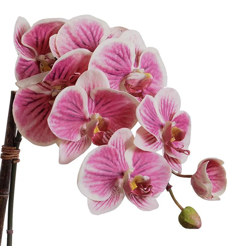 Phalaenopsis Orchid x2 in Terracotta 30"H