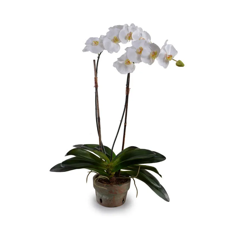 Phalaenopsis Orchid x2 in Terracotta 30"H