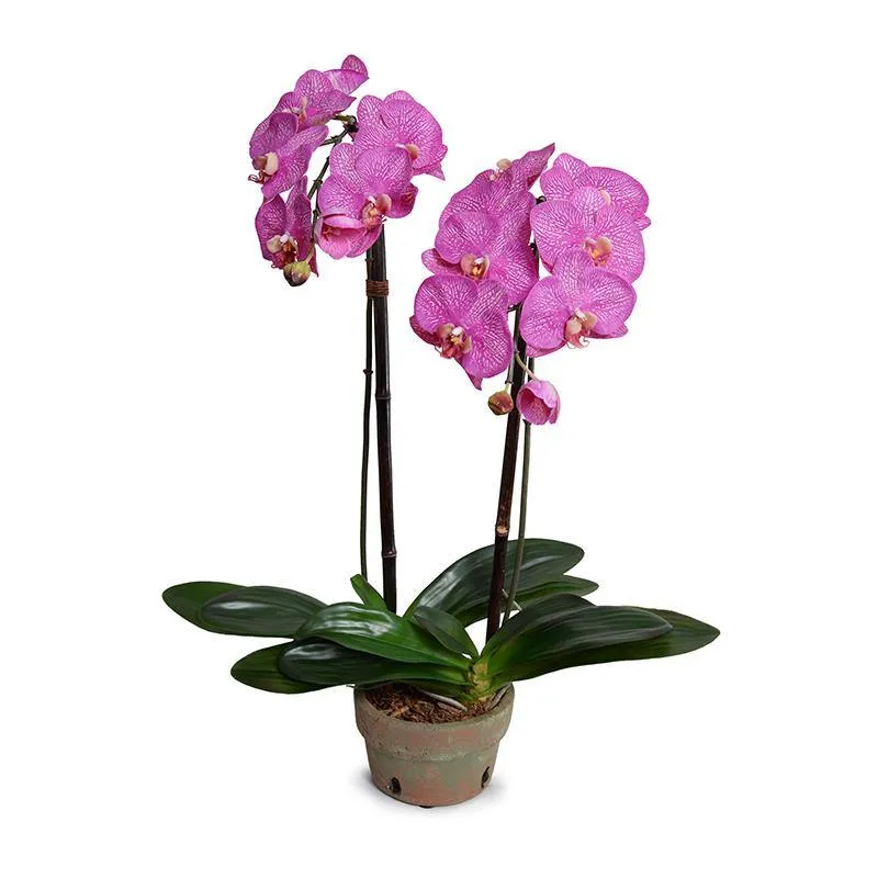 Phalaenopsis Orchid x2 in Terracotta 30"H