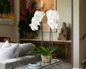 Phalaenopsis Orchid x2 in Terracotta 30"H